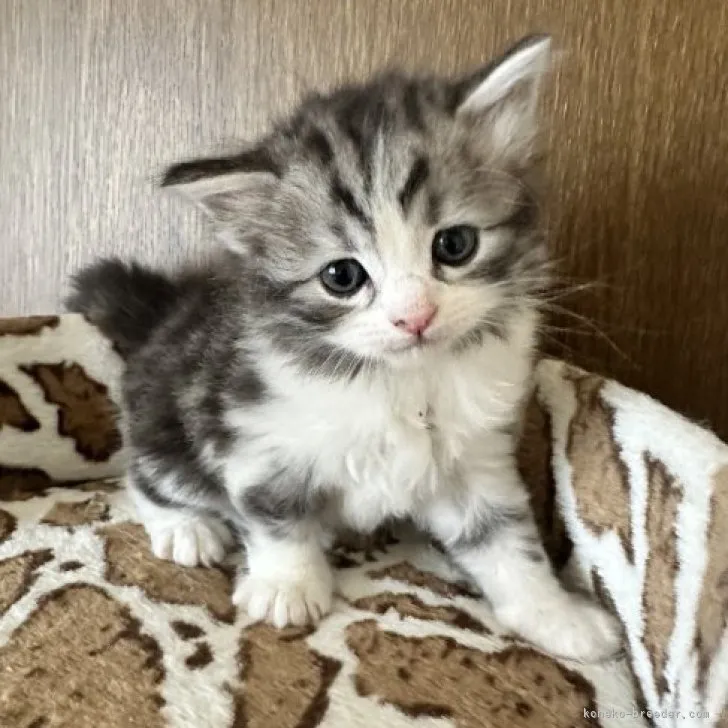 ID:2312-00525の子猫