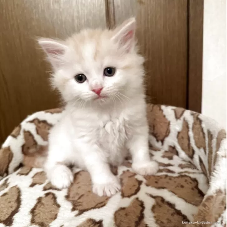 ID：2505-03880の子猫