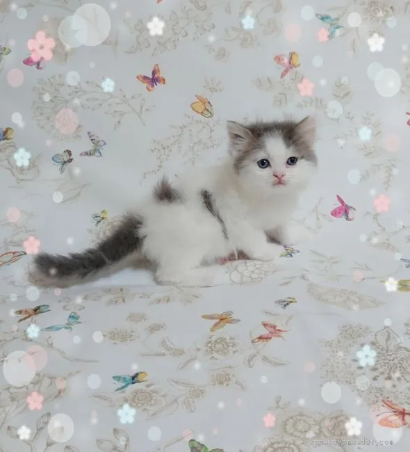 ID：2002-00378の子猫