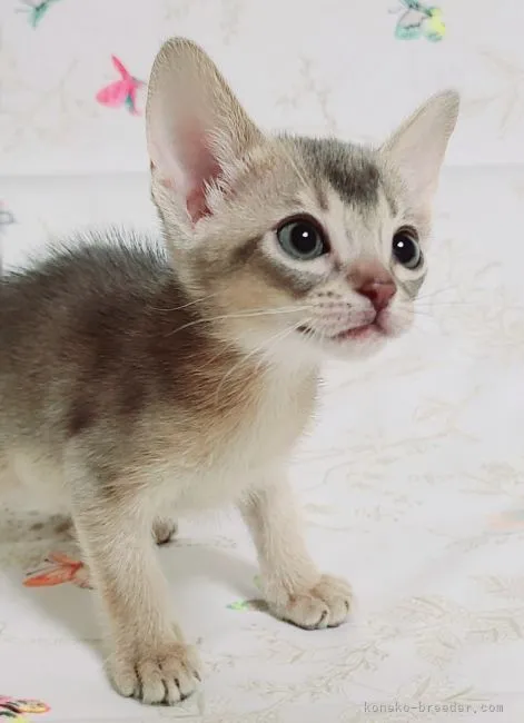 ID：2105-00358の子猫