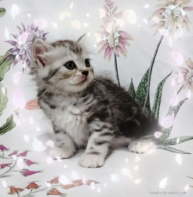 ID:1909-00036の子猫