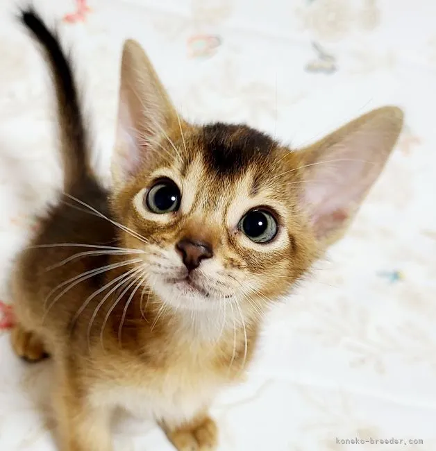 ID：2105-00357の子猫