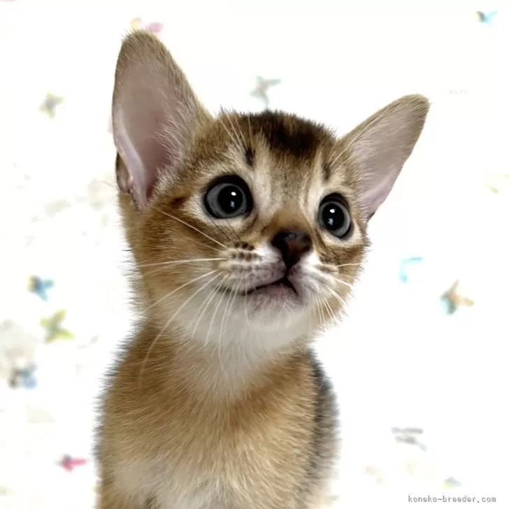 T.T 様のお迎えした子猫