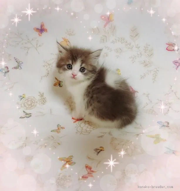 ID：2002-00381の子猫