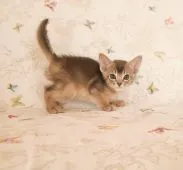 アビシニアン【大阪府・男の子・2020年11月21日・ブルー】の写真2