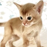 アビシニアン