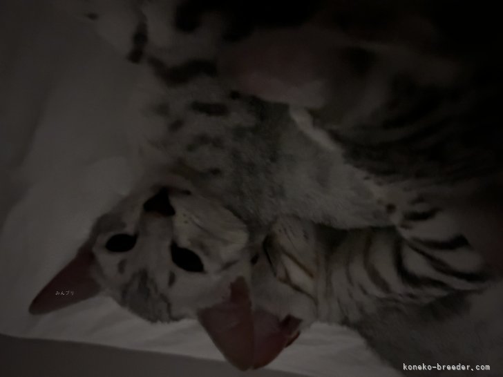 岡本ひろみブリーダーのブログ：可愛い寝顔