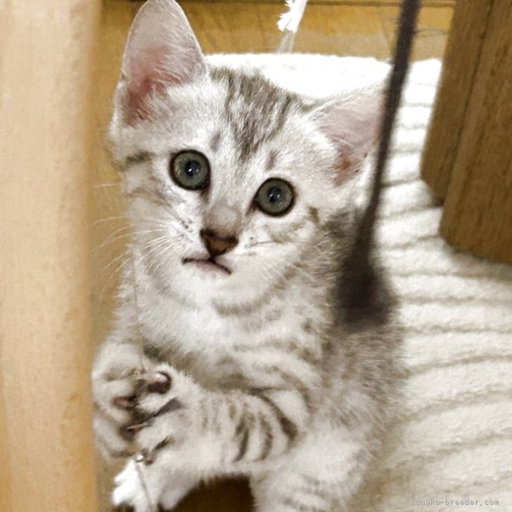 ブリーダー画像