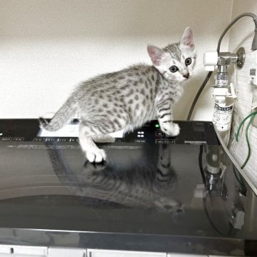 エジプシャンマウ【東京都・女の子・2025年7月29日・シルバー】の写真「お転婆で肩に乗ります」