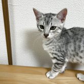 エジプシャンマウ