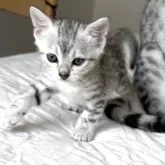 エジプシャンマウ