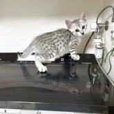 エジプシャンマウ