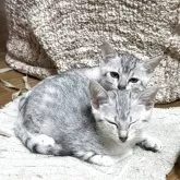 エジプシャンマウ【東京都・女の子・2025年7月29日・シルバー】の写真2「仲良し姉妹」