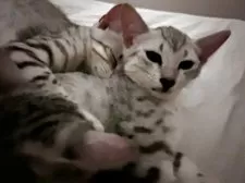 エジプシャンマウ【東京都・女の子・2025年7月29日・シルバー】の写真5「仲良くお昼寝」