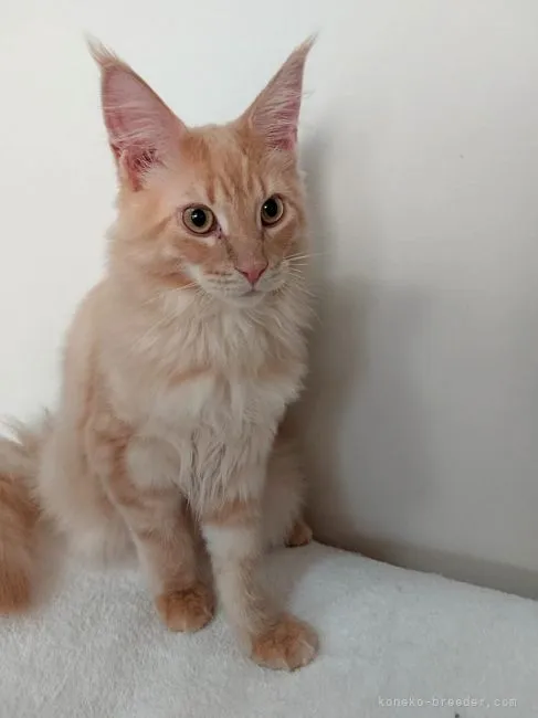 ID：2108-01629の子猫