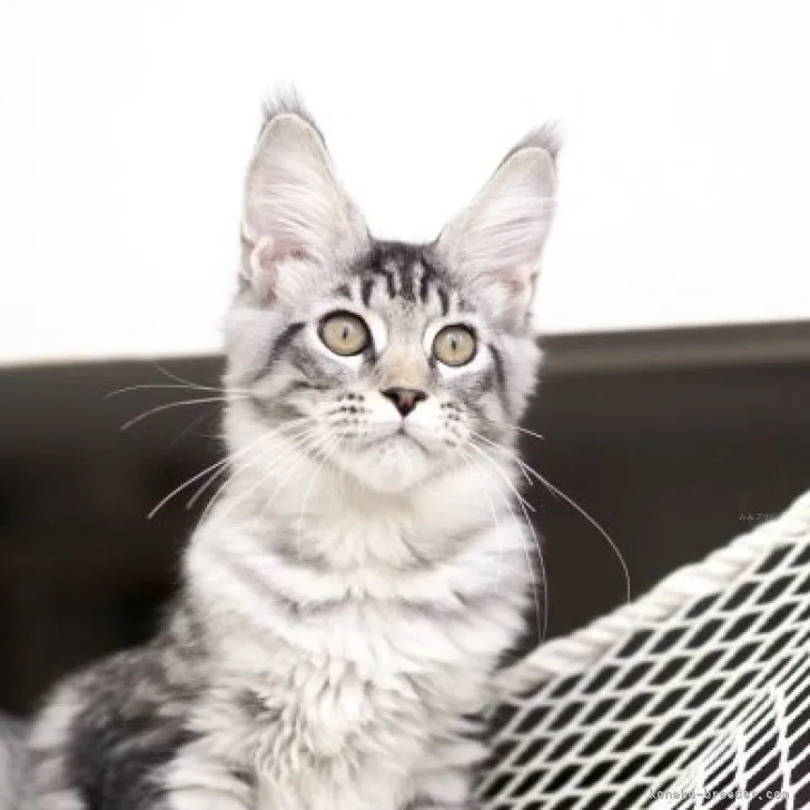 メインクーン【埼玉県・女の子・2023年7月1日・ブラックシルバーマッカレルタビー】の写真1「綺麗な顔立ちで耳が大きい」