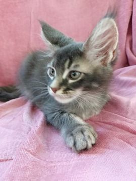 メインクーン【埼玉県・男の子・2021年5月8日・ブルーティックドタビー】の写真「凛々しい美男子君」