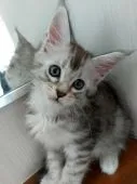メインクーン【埼玉県・男の子・2021年5月8日・】の写真1「首を傾げてハイポーズ❗」