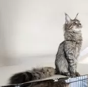 メインクーン【埼玉県・女の子・2025年3月6日・ブラウンマッカレル】の写真15「マズルがプックリで耳も大きく可愛いお顔」