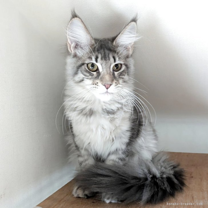 ブリーダー画像