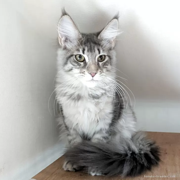 メインクーン【埼玉県・女の子・2025年6月18日・ブルーマッカレルタビー】の写真1「女の子らしさが出てきたかな」