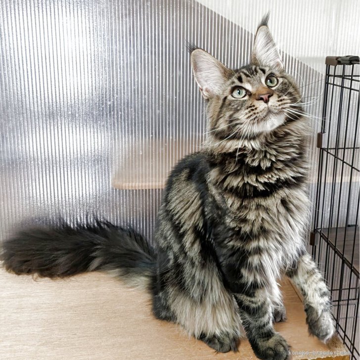 ブリーダー画像