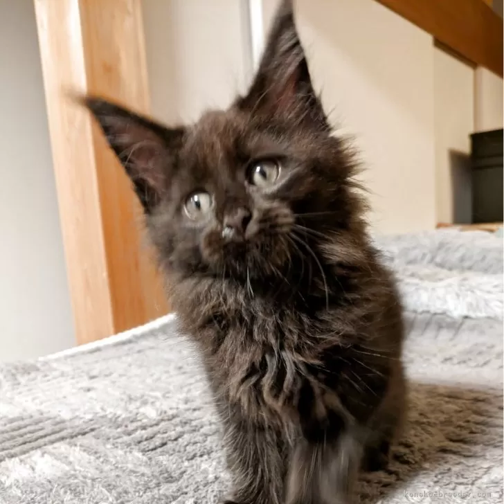 ID:2505-01396の子猫