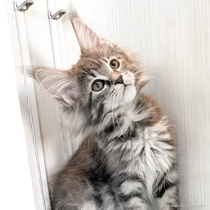 メインクーン【埼玉県・女の子・2025年9月5日・ブルークラシックタビー】の写真1「耳下から長めの毛が可愛い顔立ちの女の子」