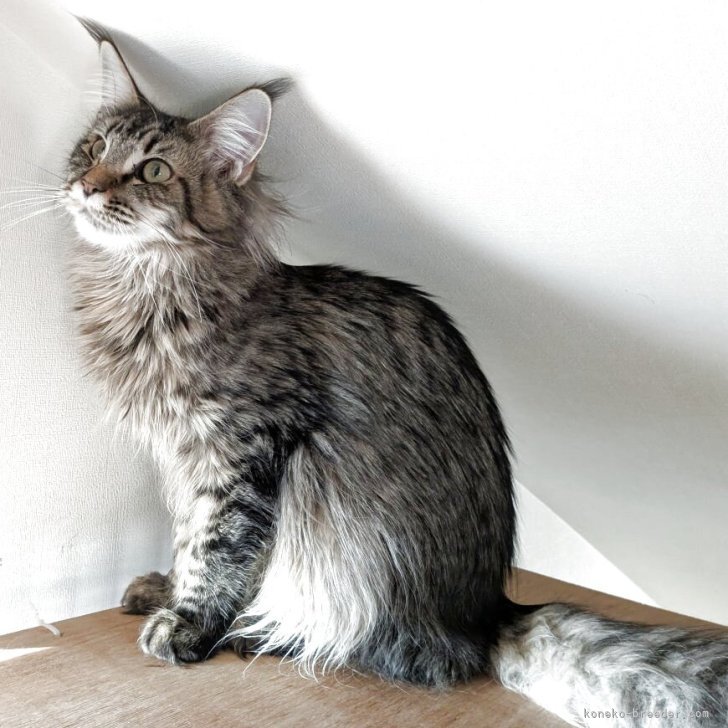 ブリーダー画像