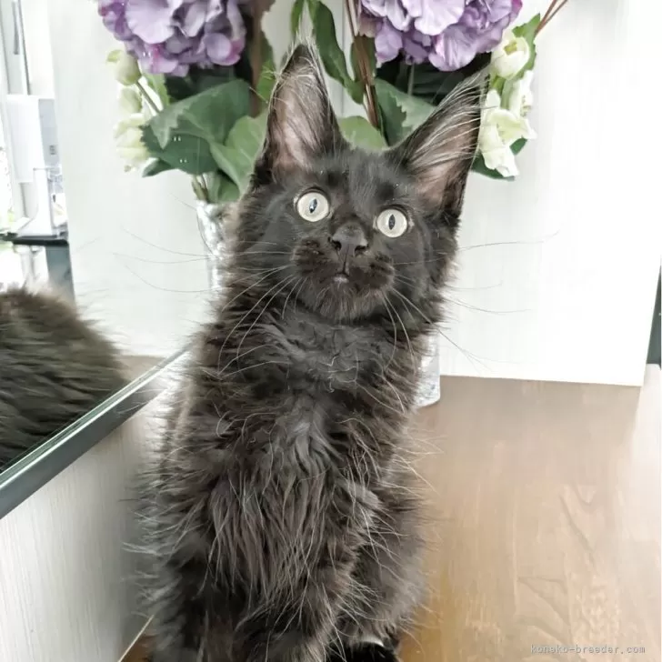 紫陽花 様のお迎えした子猫