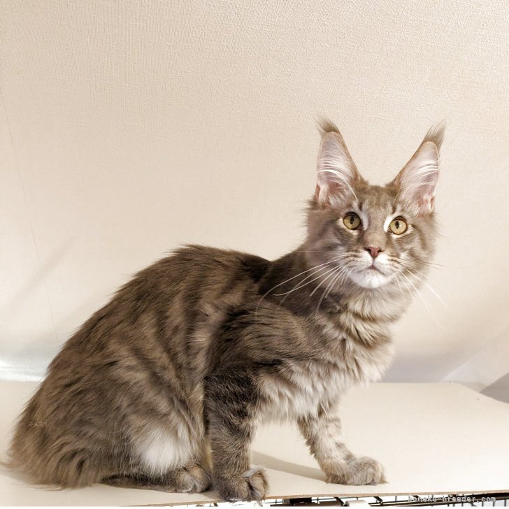 ブリーダー画像