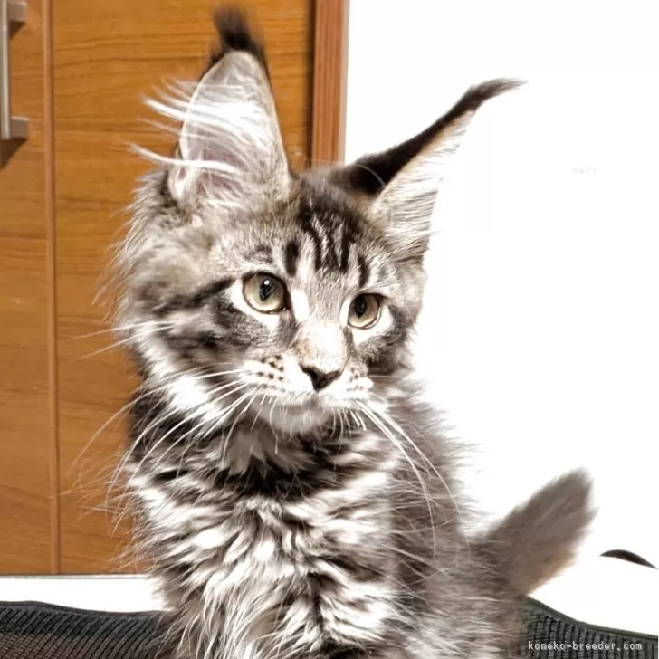 ID:2508-02256の子猫