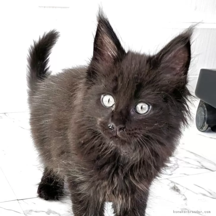 K.Y 様のお迎えした子猫