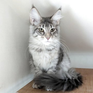 メインクーン【埼玉県・女の子・2025年6月18日・ブルーマッカレルタビー】の写真「大きな耳と目の周りの白い縁取りと面長の可愛いお顔」