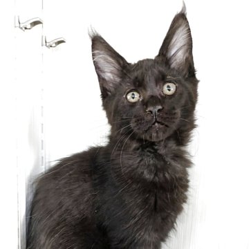 メインクーン【埼玉県・男の子・2025年9月8日・ブラック】の写真「マズルプックリメインクーンらしさいっぱい」