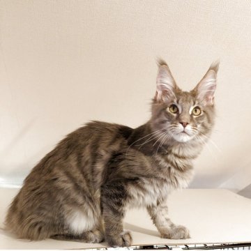 メインクーン【埼玉県・男の子・2025年6月18日・ブルーマッカレルタビー】の写真「耳があり大きく尻尾が長い綺麗なブルー系の男の子」