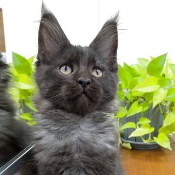 メインクーン【埼玉県・男の子・2025年9月8日・ブラックスモーク】の写真「ブラック系成長して毛色の変化が楽しみ」