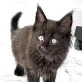 メインクーン【埼玉県・男の子・2025年3月2日・ブラック】の写真1