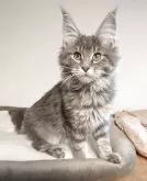 メインクーン【埼玉県・女の子・2025年9月5日・ブルークラシックタビー】の写真2「マズルプックリで可愛い」