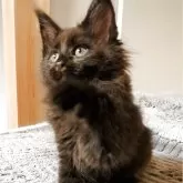 メインクーン【埼玉県・男の子・2025年3月2日・ブラック】の写真2「綺麗な横顔してそう！」