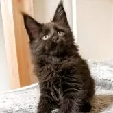 メインクーン【埼玉県・男の子・2025年3月2日・ブラック】の写真3「日に日に大きくなる仔猫は可愛いね」