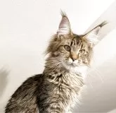 メインクーン【埼玉県・女の子・2025年3月6日・ブラウンマッカレル】の写真4「良いと思う横顔かな!プックリマズルと下顎厚いかな！」