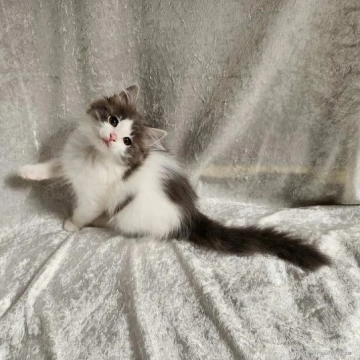 ID：2302-00316の子猫