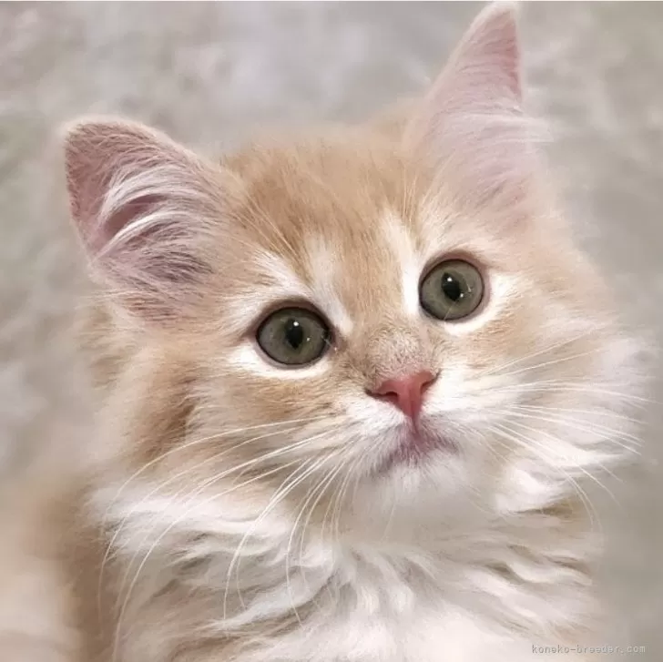 ID：2402-00108の子猫