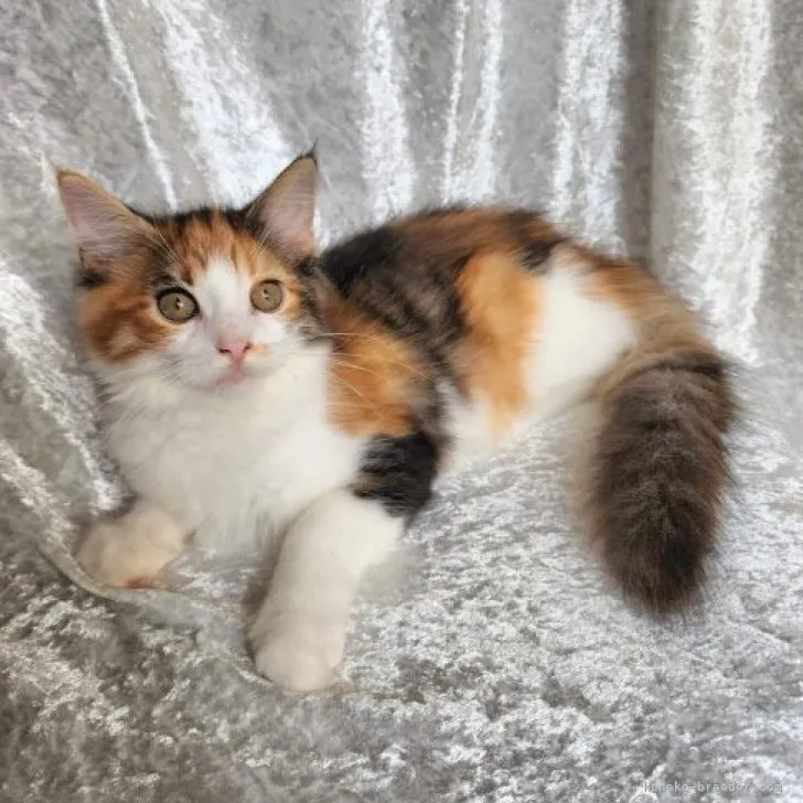 ID:2306-03422の子猫