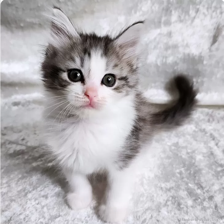 ID：2410-02873の子猫