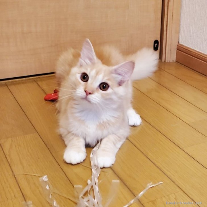 seven 様のお迎えした子猫