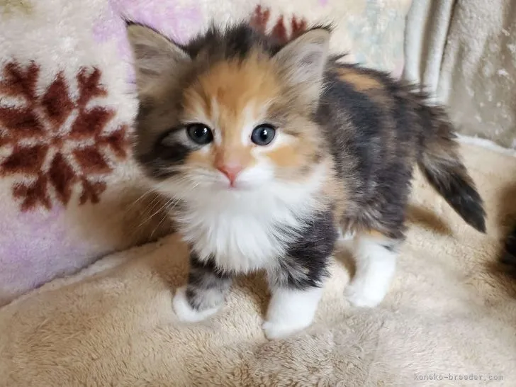 ID:2104-01150の子猫