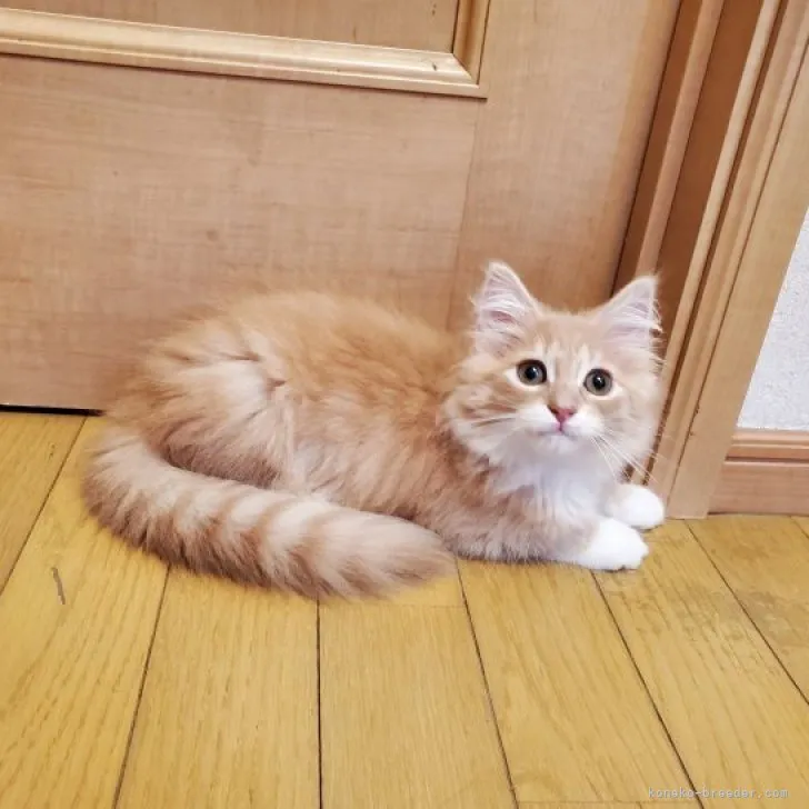 ID:2305-00704の子猫