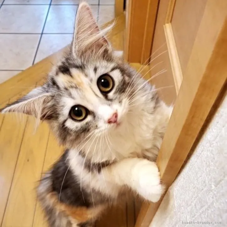 ID:2304-02891の子猫
